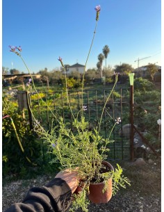 Lavanda Alhucemilla, Lavandula multifida