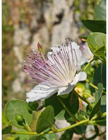 Alcaparra, Capparis spinosa