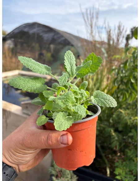 Nepeta tuberosa. Albahaca basta