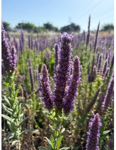 Nepeta tuberosa. Albahaca basta