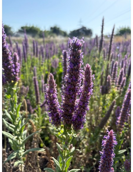 Nepeta tuberosa. Albahaca basta