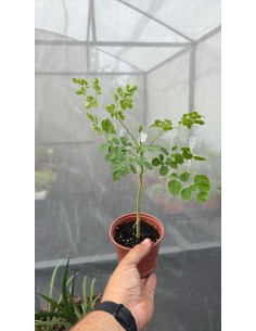 Moringa, moringa oleifera