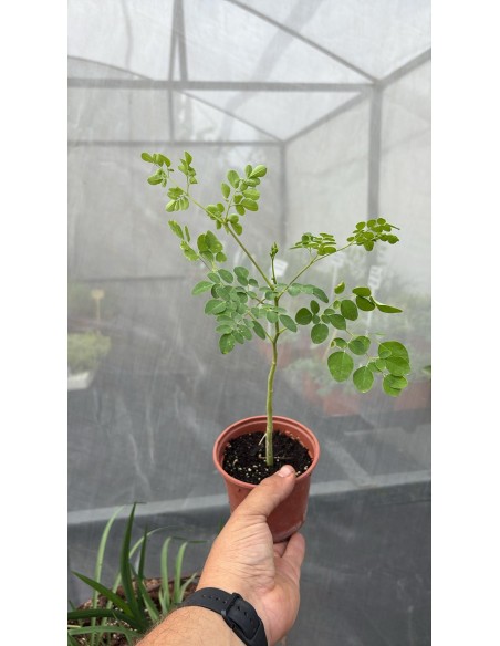 Moringa, moringa oleifera