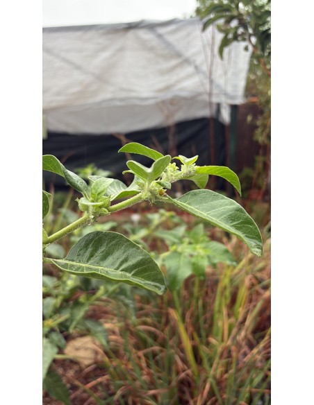 Ashwagandha, withania somnifera