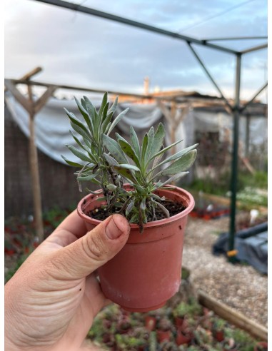 Lavanda espliego, lavandula latifolia