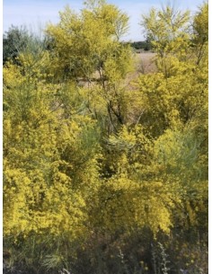 Retama amarilla, retama sphaerocarpa