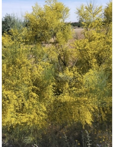 Retama amarilla, retama sphaerocarpa