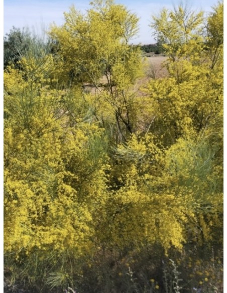 Retama amarilla, retama sphaerocarpa
