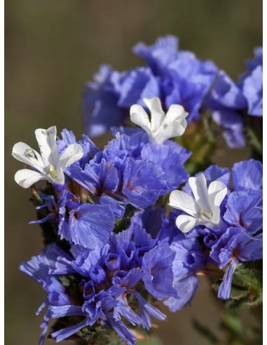 Siempreviva. Limonium sinuatum