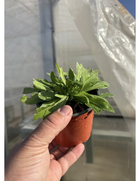 Siempreviva. Limonium sinuatum
