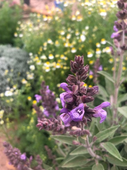 Salvia común, Salvia officinalis