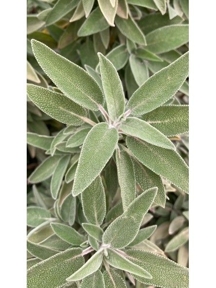 Salvia común, Salvia officinalis