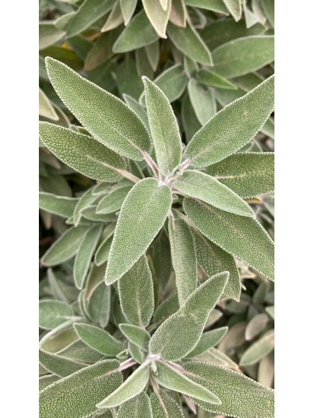 Salvia común, Salvia officinalis