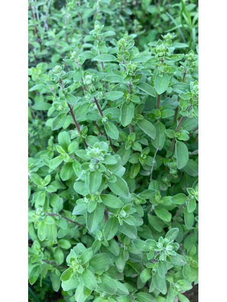 Orégano Mejorana, Origanum majorana
