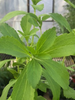 Estevia, Stevia rebaudiana