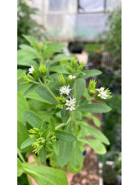 Estevia, Stevia rebaudiana