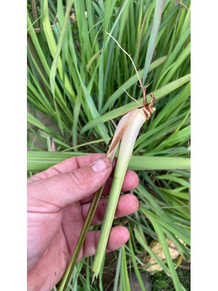 Citronela, Cymbopogon citratus