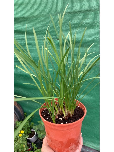 Ajo de jardín, Tulbaghia violacea