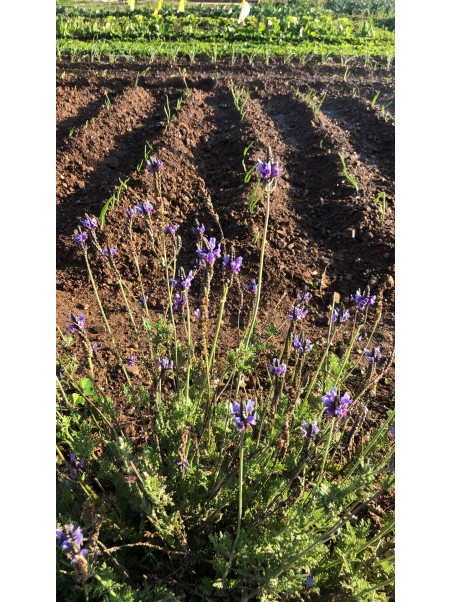 Lavanda Alhucemilla, Lavandula multifida