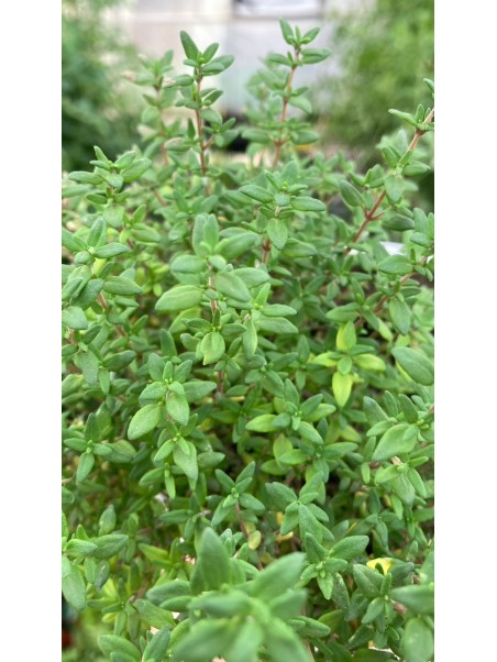 Tomillo común, Thymus vulgaris