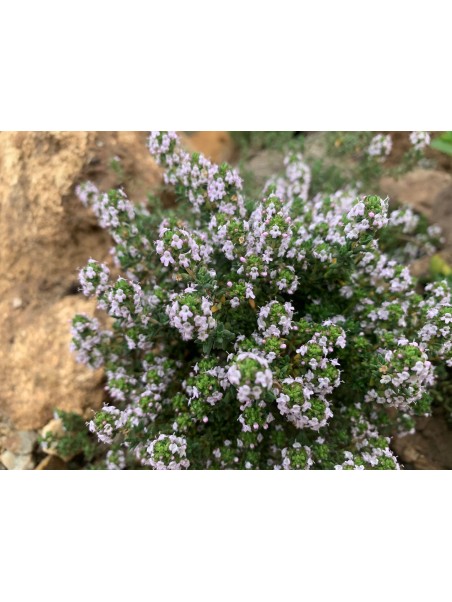 Tomillo común, Thymus vulgaris